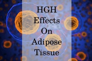 HGH effects on adipose tissue