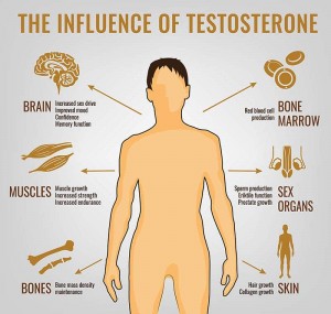 The influence of testosterone on men body