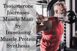 How testosterone increases muscle mass